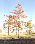 Trees add beauty and functionality to your surroundings