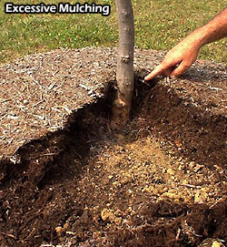 Excessive Mulching